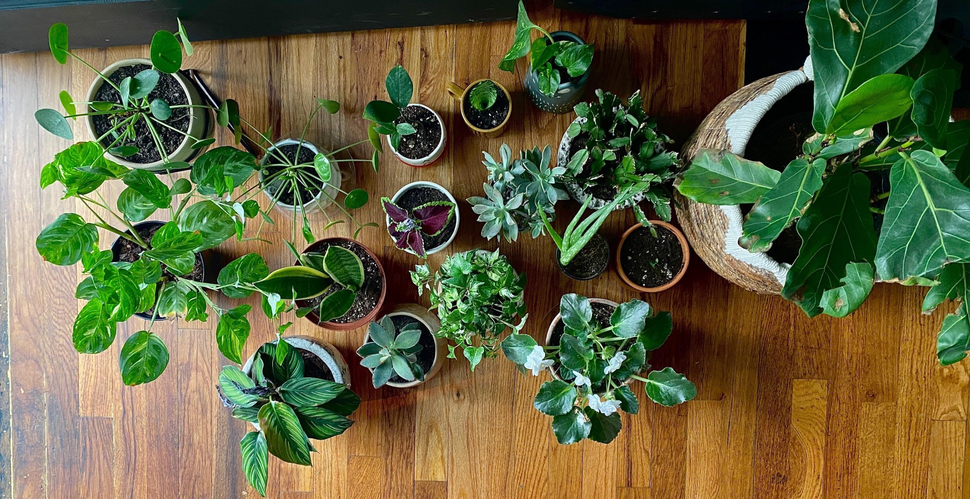 Houseplants indoor air quality - PlanetWatch