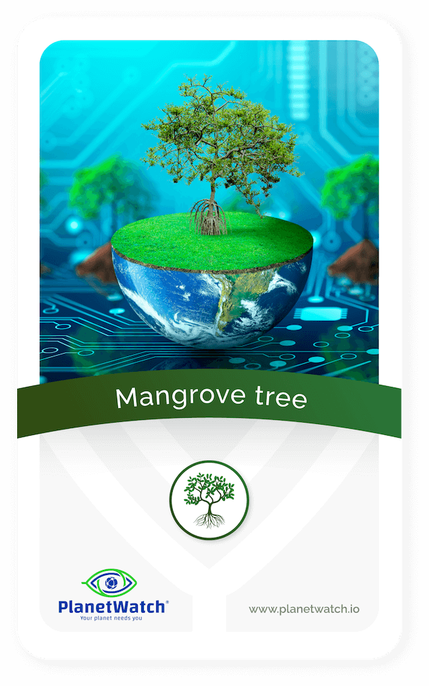 Mangrove 1(1)