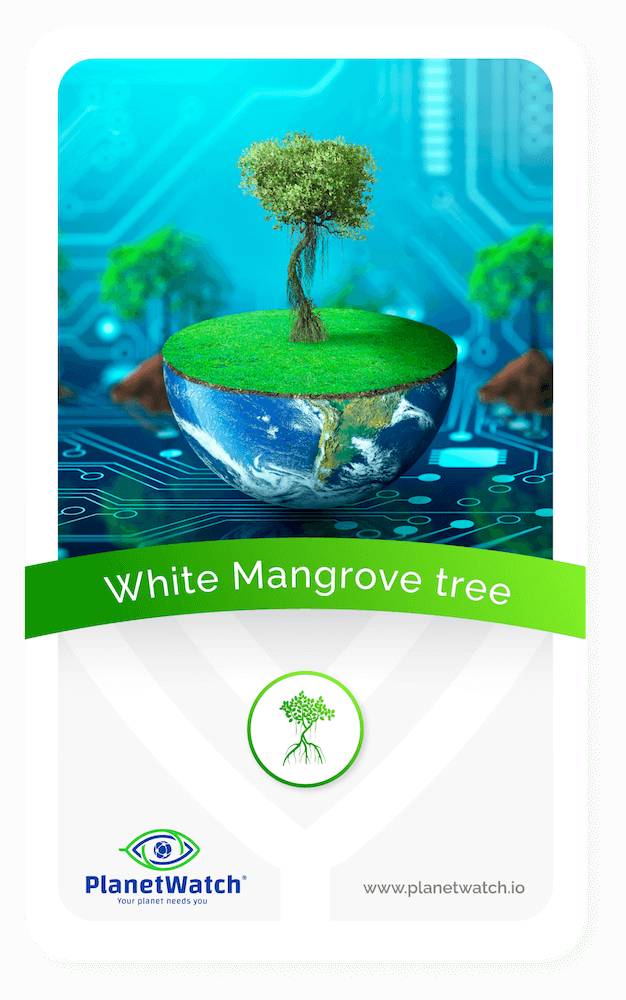 White-mangrove 1(1)